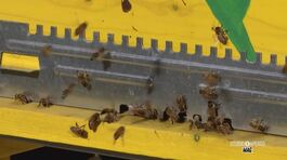 Inquinamento, pesticidi e cambiamenti climatici minacciano la vita delle api thumbnail