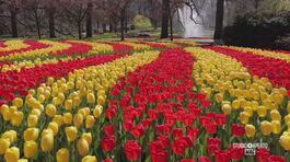 Il parco di fiori più grande al mondo thumbnail