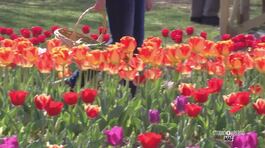 Uno spicchio di Olanda in Italia thumbnail