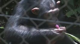 Vaiolo delle scimmie, casi in Italia thumbnail