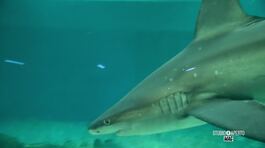 Lo squalo femmina più anziano d'Europa thumbnail