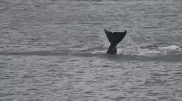 Un drone per salvare l'orca thumbnail