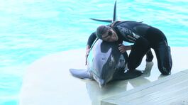Gessica torna tra i delfini thumbnail