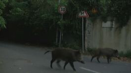 Allarme cinghiali, troppi incidenti thumbnail