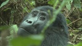 I gorilla minacciati dal petrolio thumbnail