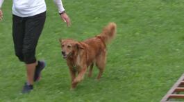Cani da soccorso, campionato di eroi thumbnail