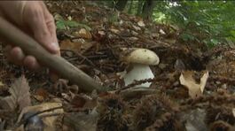 Tornano i funghi, boom di porcini thumbnail