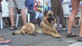 La giornata internazionale del cane thumbnail