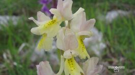 La valle delle orchidee spontanee in Cilento thumbnail
