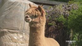 Un allevamento di alpaca in Piemonte thumbnail