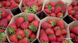 Le fragole thumbnail
