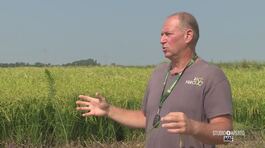 Riso Preciso, un'azienda agricola ad alta tecnologia thumbnail