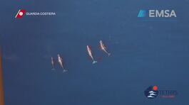 Cetacei, boom di avvistamenti thumbnail