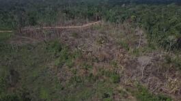 Amazzonia, deforestazione record thumbnail