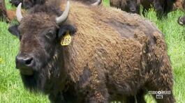 I bisonti americani thumbnail