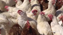 In Salento, galline salvate dalla macellazione thumbnail