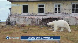 Tra la Siberia e l'Alaska, un'ex stazione meteorologica ora è diventata la casa di un gruppo di orsi polari thumbnail