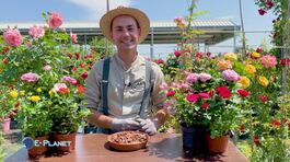 E-garden: la coltivazione in vaso delle rose thumbnail