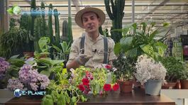 E-Garden, i preziosi consigli di Stefano Pagano thumbnail