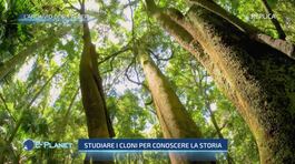 L'archivio degli alberi thumbnail