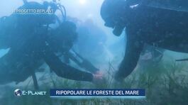 Il progetto replant, ridiamo l'ossigeno al pianeta thumbnail
