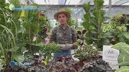 E-Garden: le operazioni di giardinaggio da fare nel mese di settembre thumbnail