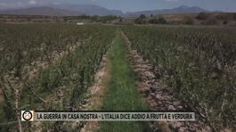 La guerra in casa nostra - L'Italia dice addio a frutta e verdura thumbnail