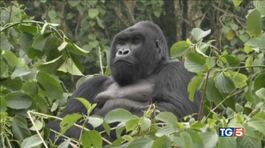 La lotta ai bracconieri sta salvando i gorilla thumbnail