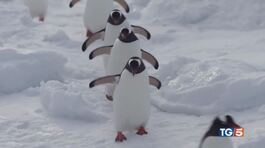 Antartide in 4 a contare i pinguini thumbnail