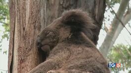 Milioni australiani per salvare i koala thumbnail