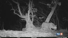 Il leopardo più raro avvistato in Siberia thumbnail