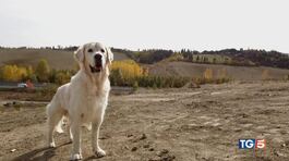 Animali e ambiente nella Costituzione thumbnail
