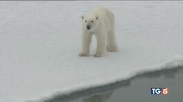 Canada, le pellicce di orso bianco non piacciono più thumbnail