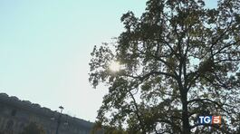Caldo fuori stagione e splendide fioriture thumbnail