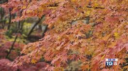 Autunno e il foliage thumbnail