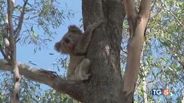 Salvare i koala dall'estinzione thumbnail