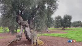 Gli olivi patrimonio mondiale da difendere thumbnail