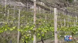 Gusto Di Vino: la viticultura di montagna thumbnail