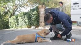 Per i nostri animali non badiamo a spese! thumbnail