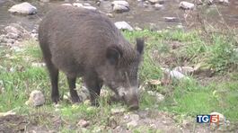 E' allarme peste suina "Abbattere i cinghiali" thumbnail