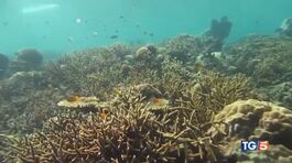 Ecco il canto della barriera corallina thumbnail