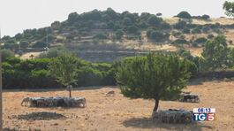 Giugno caldo record, disagi in agricoltura thumbnail