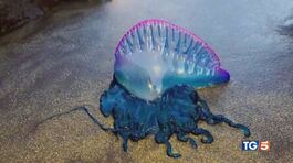 Mari bollenti, tante meduse thumbnail