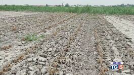 Emergenza siccità, agricoltura in crisi thumbnail