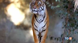 Salviamo la tigre! thumbnail