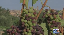 Gusto di Vino: il Brunello di Montalcino thumbnail