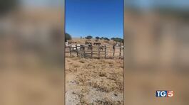 Inquinamento e siccità la moria degli animali thumbnail