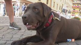 La vita è più bella con un cane in famiglia thumbnail