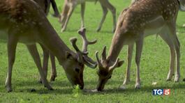 Salvare il bosco o salvare Bambi? thumbnail