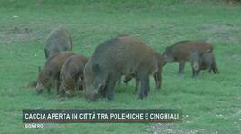 Cinghiali romani nel mirino? thumbnail